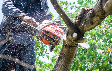 tree services