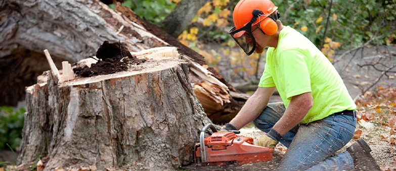 Tree Trimming removel
